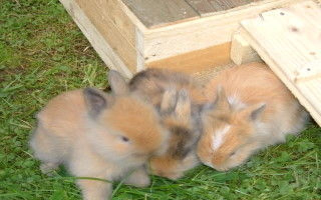 Zwergangoralöwen (Zwergkaninchen) - Hasen Kaninchen - Reichshof