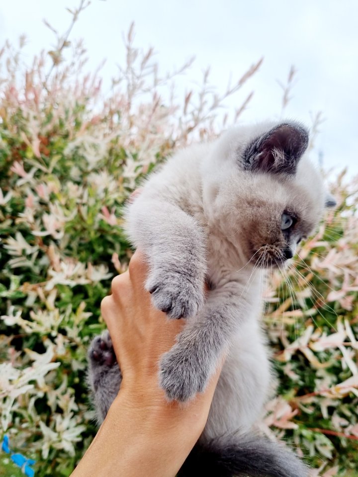 Bkh-bluepoint Abgabebereit!!! - Katzen - Lübeck