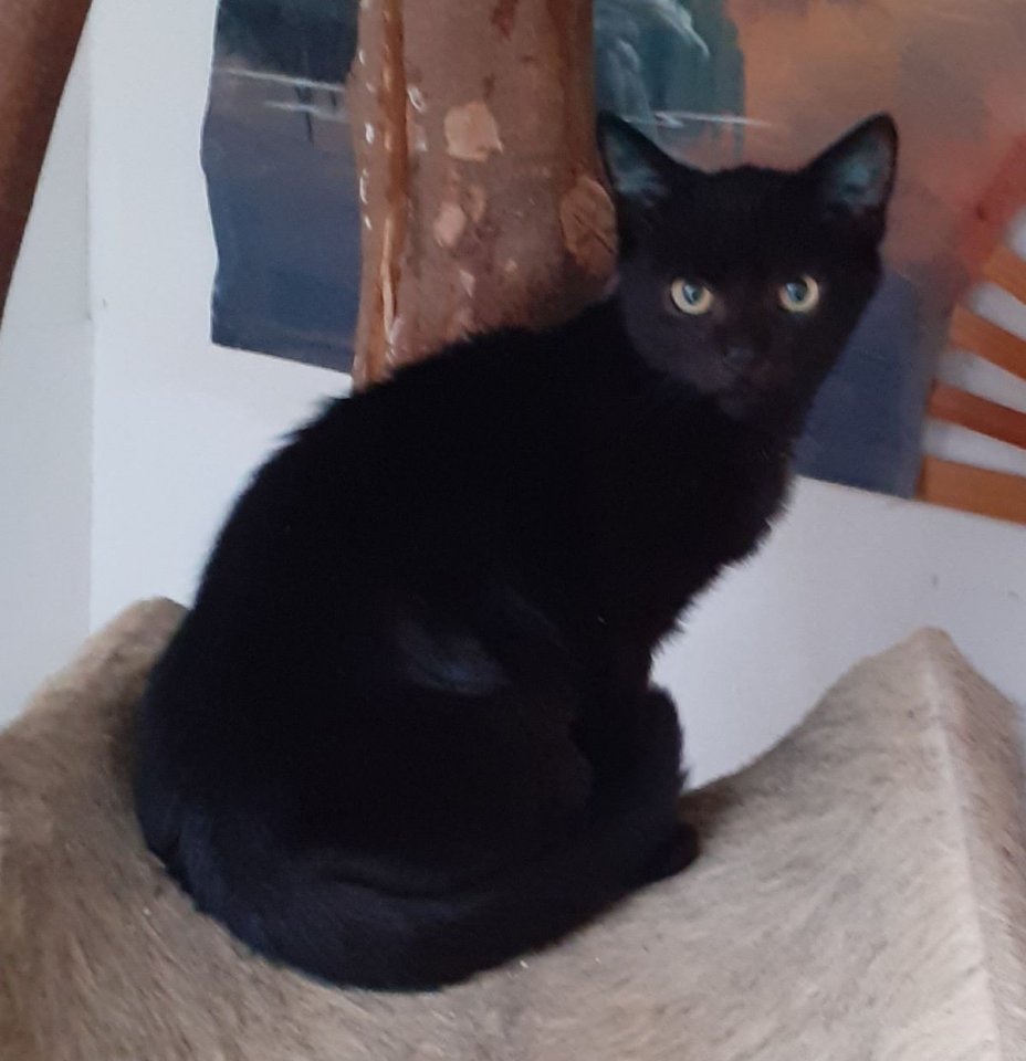 Nero– sucht dringend ein Zuhause! (aus dem Tierschutz / gechipt, geimpft, kastri - Katzen - Kissing