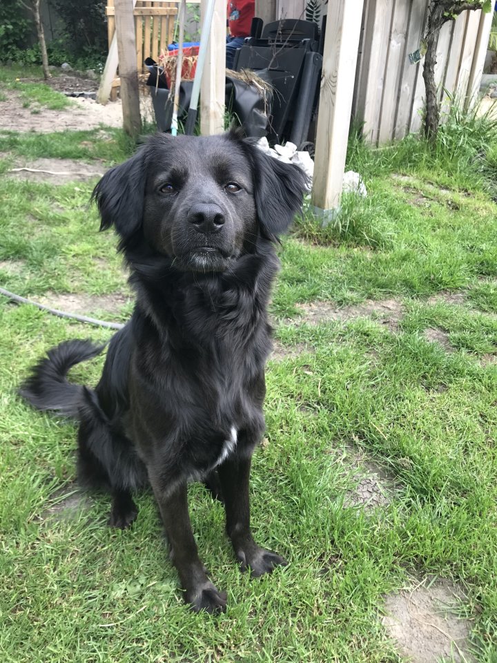 Liebenswürdige Hündin - Hunde - Verl