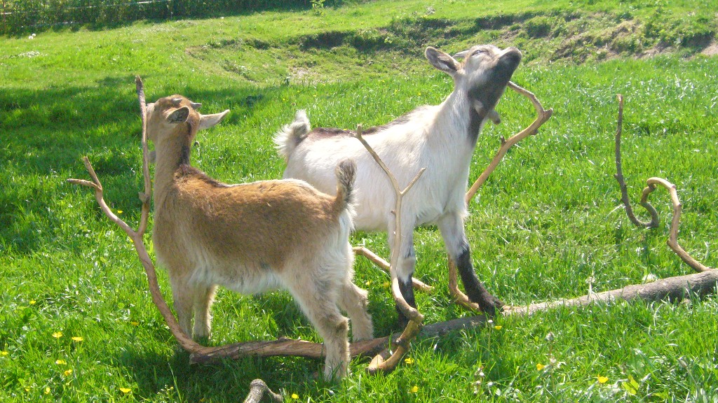 Kastriertes Zwergziegenböckchen zu verkaufen - Nutztiere - Bedburg Hau