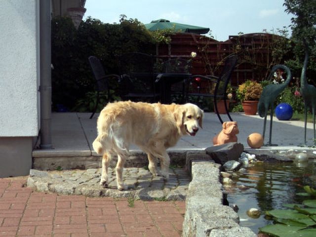 Golden Retriever Hündin 5 Jahre alt - Hunde - Warsow