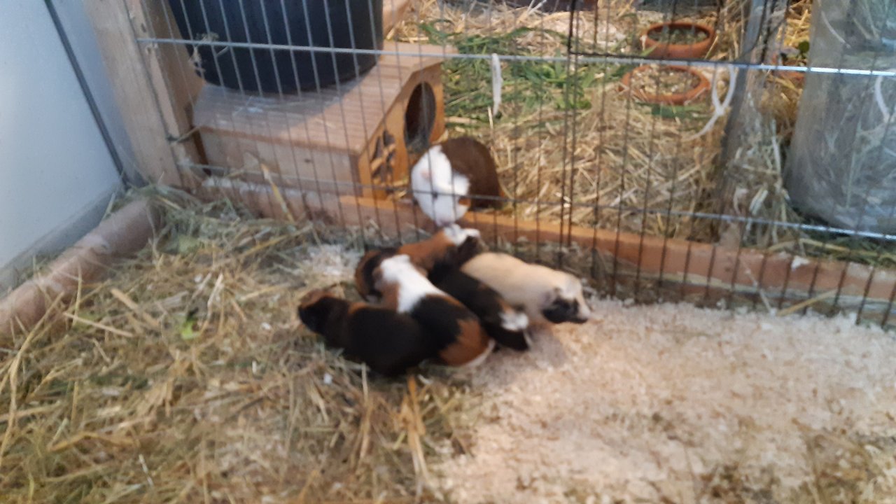 Meerschweinchen Junghasen - Nagetiere - Alzey