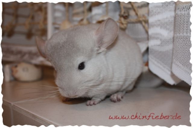 Chinchillaböckchen, Beige Afro Violett Ebony - Haustiere - Oldenburg