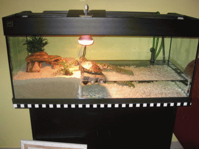 2 Wasserschildkröten mit Zubehör - Aquarien und Zubehoer - Euskirchen