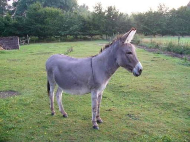 2 Esel zu vermitteln - Tiere In Not - Nechern