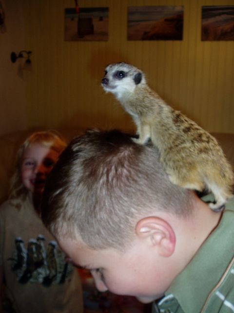 Erdmännchen (Suricata suricatta) - Sonstige Haustiere - Hoyerswerda