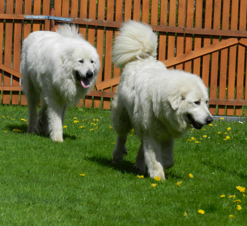 PYRENÄEN-BERGHUND - Hunde - Igensdorf