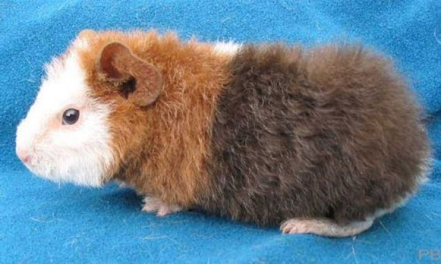 Süsses Satin-US-Teddy-Meerschweinchen (Böckchen) sucht - Meerschweinchen - Borna bei Leipzig