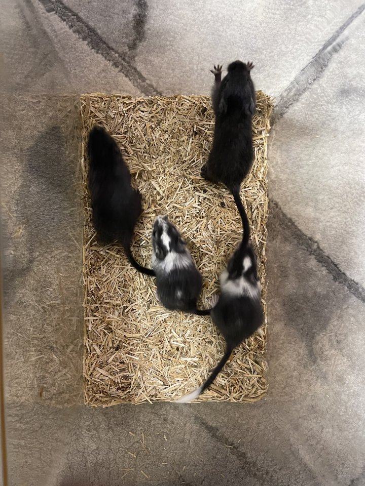 3 junge männliche Wüstennrennmäuse/Gerbil/Rennmäuse - Nagetiere - Glashütten