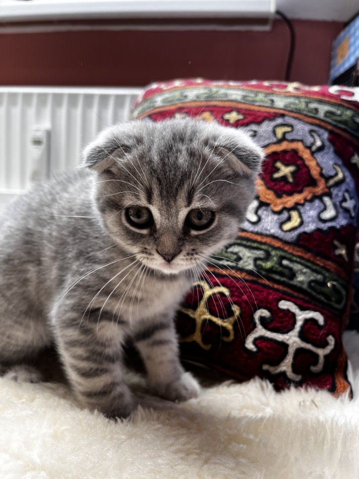 2 wunderschöne Kitten zu verkaufen - Katzen - Westerstede