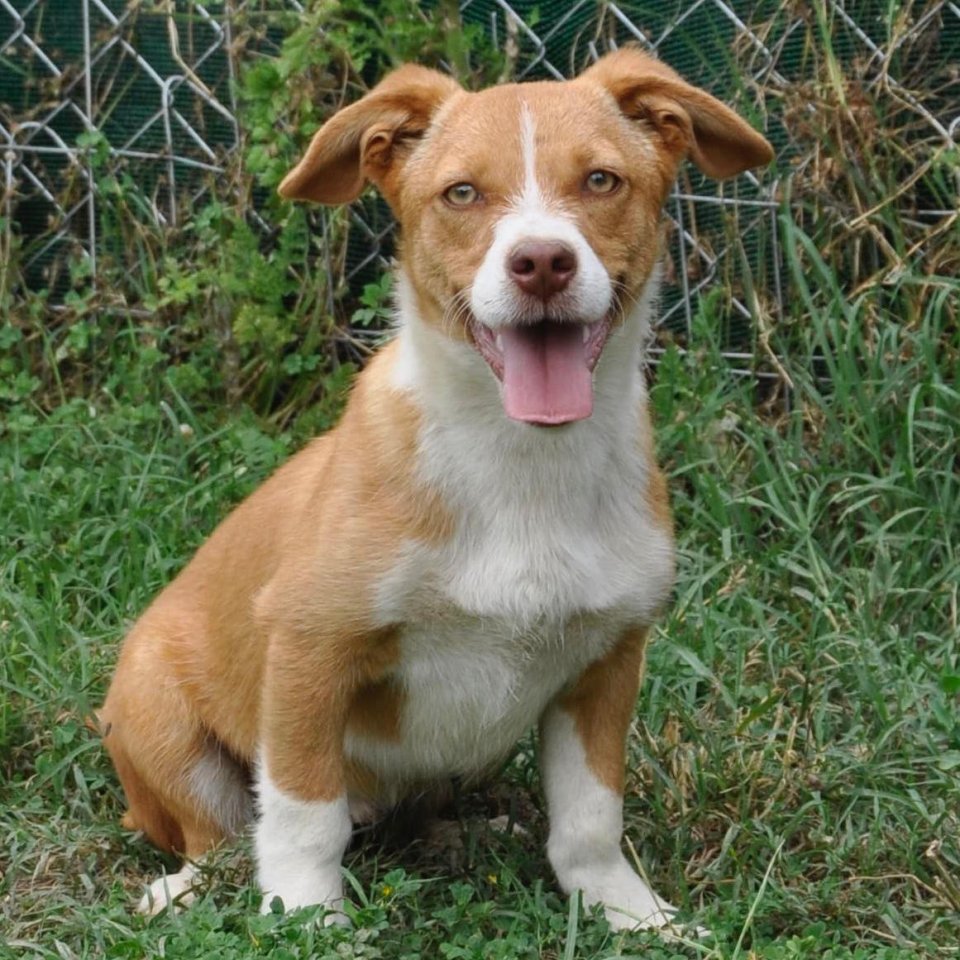 Kurt / Status: sucht ein Zuhause - Hunde - Krefeld