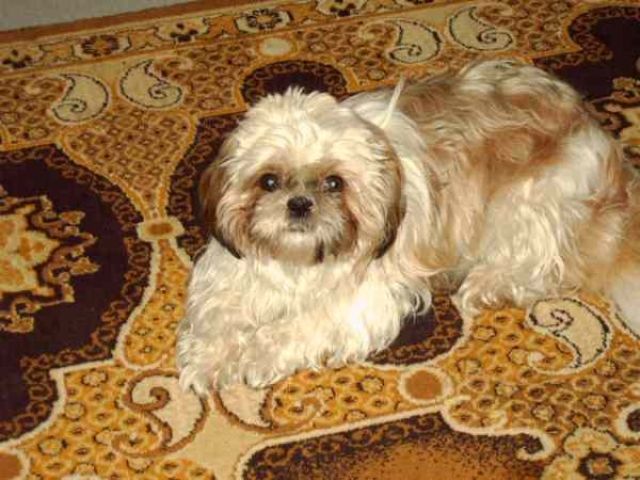 Shih-Tzu  Hündin aus Saarbrücken wartet den Treff, auf Deckrüden. - Frettchen -  Saarbrücken