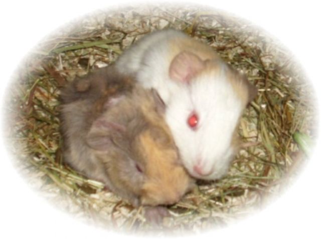 2 süße Meerschweinchen Babys in seltener Farbe www.meerschweinchen-trier.de.tl - Meerschweinchen - Fell bei Trier