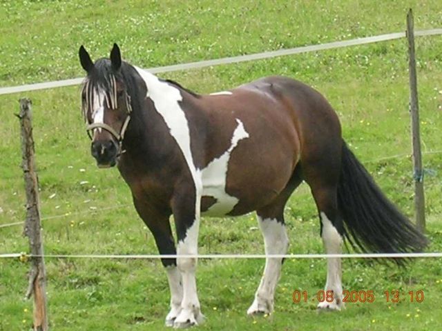 Biete Reitbeteiligung - Reitbeteiligung - Vöhrenbach
