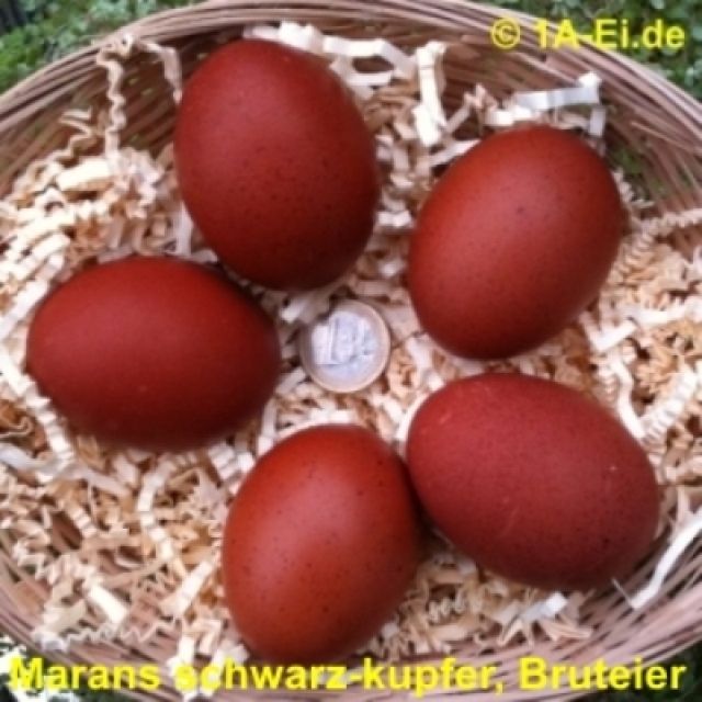 Bruteier von Marans in schwarz-kupfer - Sonstige Nutztiere - Gütersloh
