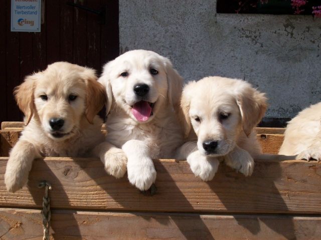 Golden Retriever - Schöne Welpen zum Abgeben! - Hunde - Bad Griesbach