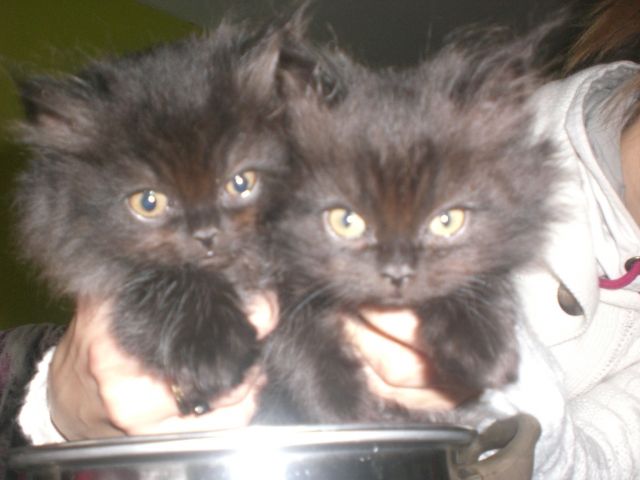 2 süße perser kater - Katzen - leipzig