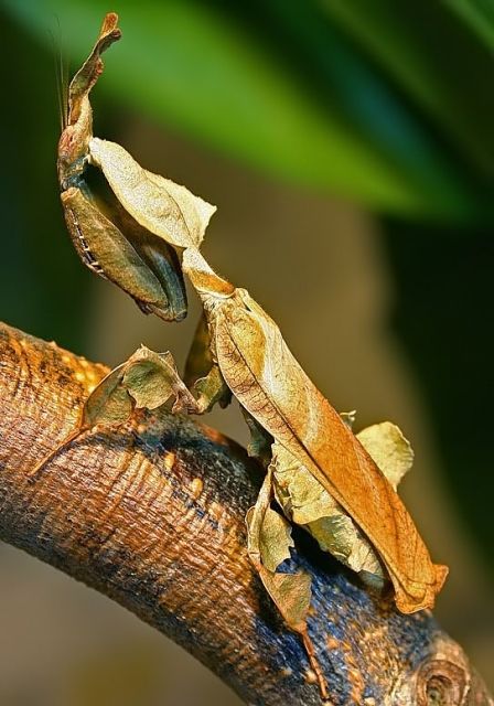 Gottesanbeterinnen / Mantiden - Insekten - Theilheim