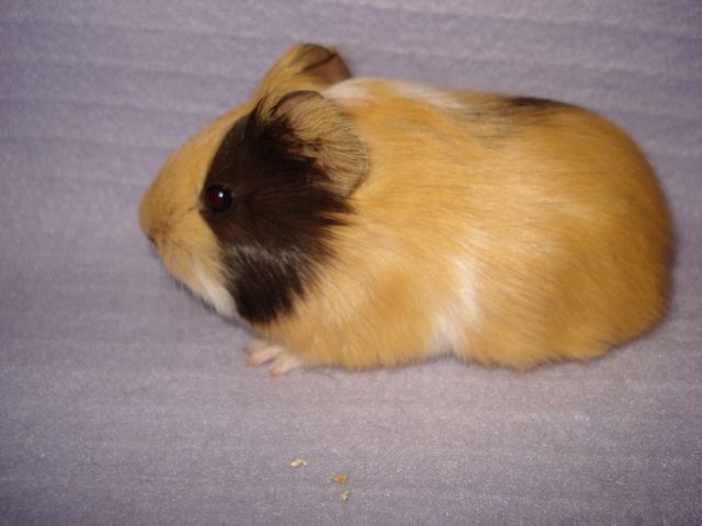 8 kleine Glatthaar Meerschweinchen - Meerschweinchen - Heideland OT Buchheim