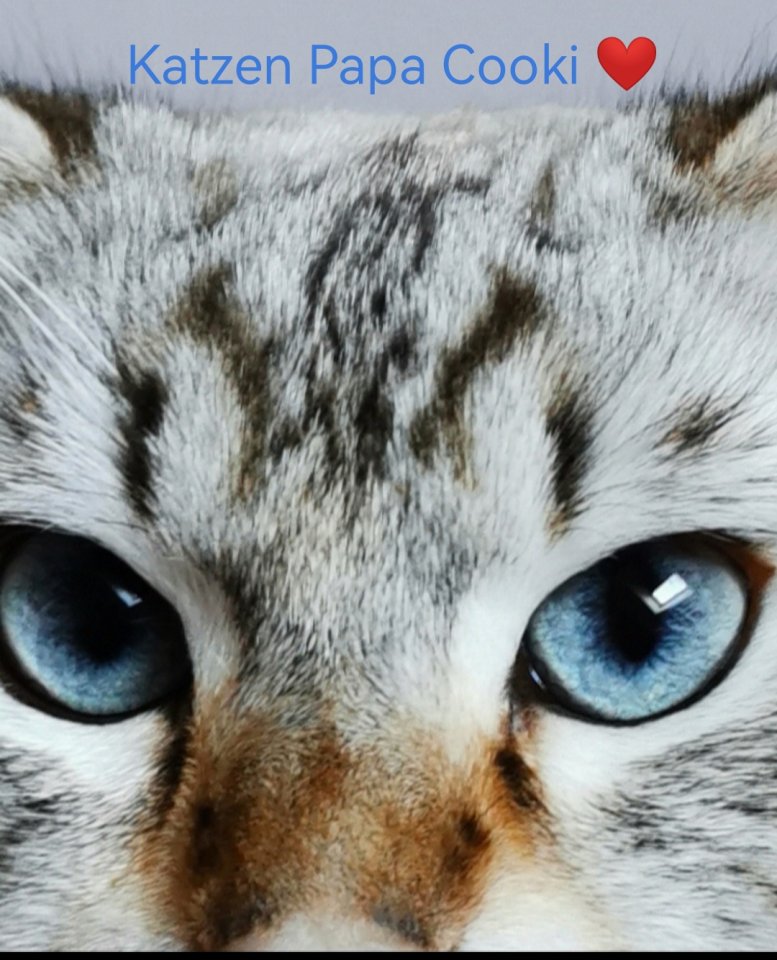 Heilige Birma Kitten Baby - Katzen - Lollar