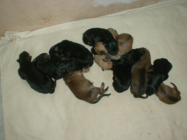 10 bezaubernde Golden Retriever, Schäferhund Mix-Welpen - Hunde - Hamburg