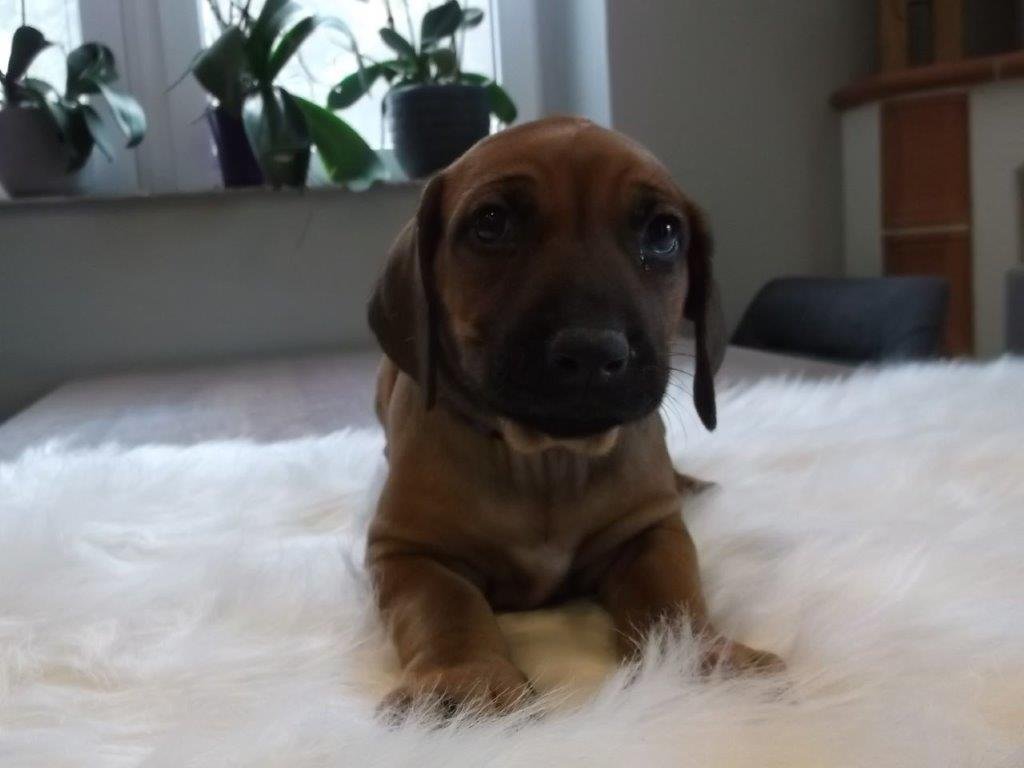 Rhodesian Ridgeback Welpen - Hunde - Gatersleben