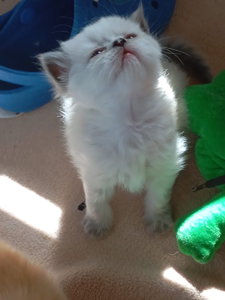 Perser kitten mit Nase - Katzen - Pirmasens
