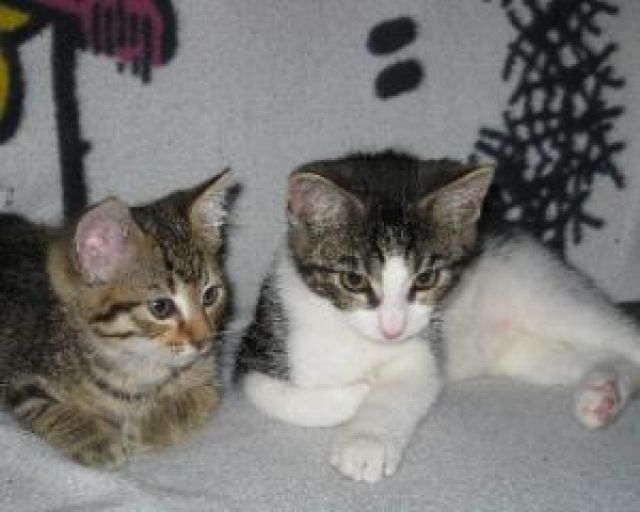 Habe noch zwei Katzenkinder in liebevolle hände abzugeben ...