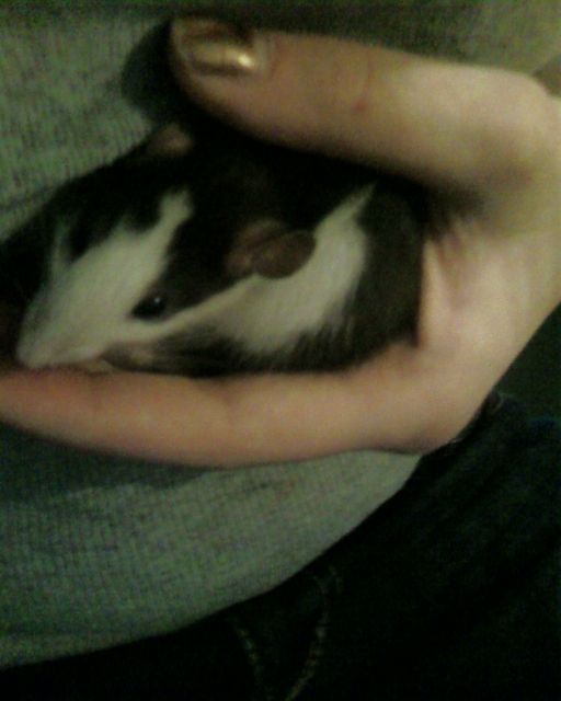 Futtertiere ständig abzugeben. - Ratten - Gößnitz