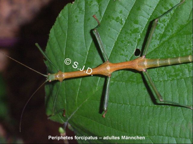 Eier von 19 Stabschrecken-Arten (Dornschrecke, Gespensterschrecke - Reptilien - Löhnberg