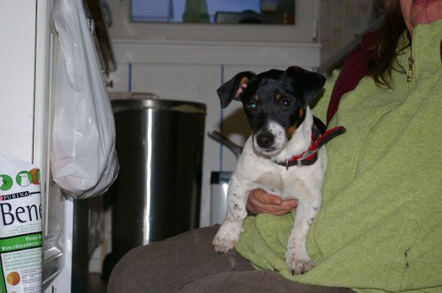 Schwarz-weißer Jack Russell Terrier 5 Monate alt sucht liebevolles Heim - Hunde - Frankfurt