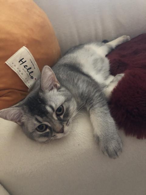 BKH reinrassige Kitten - Haustiere - Ludwigshafen am Rhein 