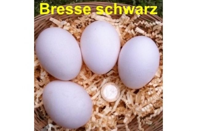 BRESSE schwarz, Bruteier, seltene Hühnerrasse  - Nutztiere - Gütersloh