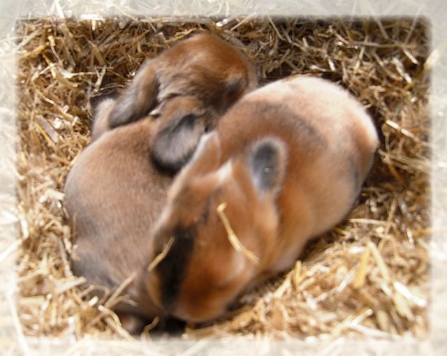 *** Satinwidder ** Zwergwidder ** Zwergkaninchen ** Babys ** Wir haben Nachwuchs - Hasen Kaninchen - Hude