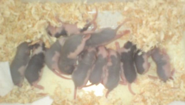 Rattenbabys - Ratten - Rekingen