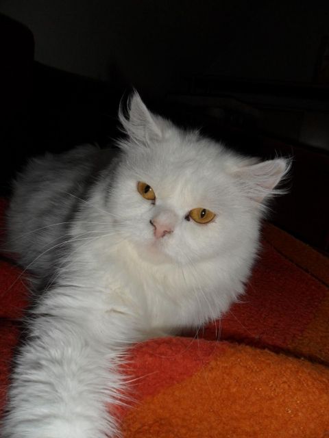 Katze abzugeben - Katzen - Ennepetal