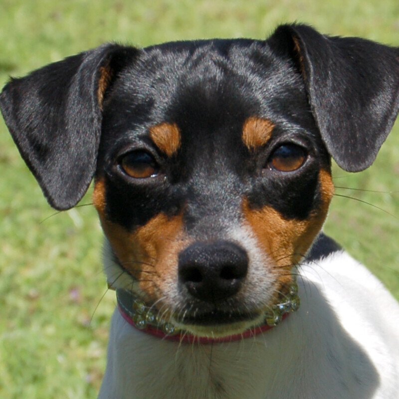 AMY FLOH  - weiblich  1 Jahr  36 cm  6 kg  Pinscher-Mix  Gechipt - Hunde - Lauf an der Pegnitz