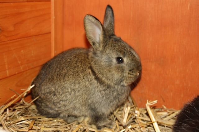 Kaninchenbaby - Hasen Kaninchen - karlsbad