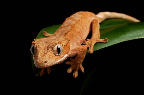 2 Kronengeckos inkl. Terrarium, Technik und Einrichtung - Reptilien - Berlin