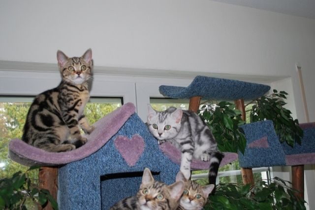 Kater in golden tabby classic sofort abzugeben - Katzen - Asbach