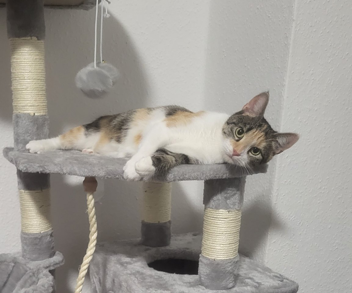 2 Katzendamen abzugeben - Katzen - Jarmen