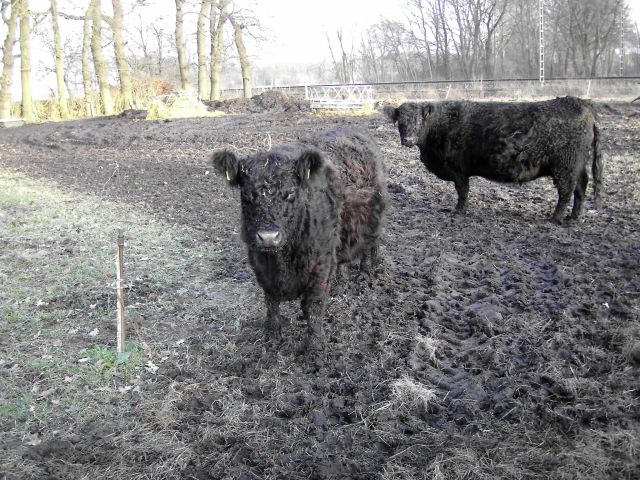 Galloway zuverkaufen - Nutztiere - Drebber