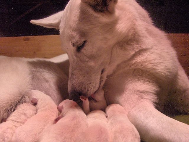 Weisser Schweizer Schäferhund Welpen - Hunde - süderdorf