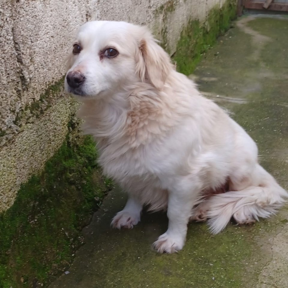 Suki / Status: sucht ein Zuhause - Hunde - Krefeld