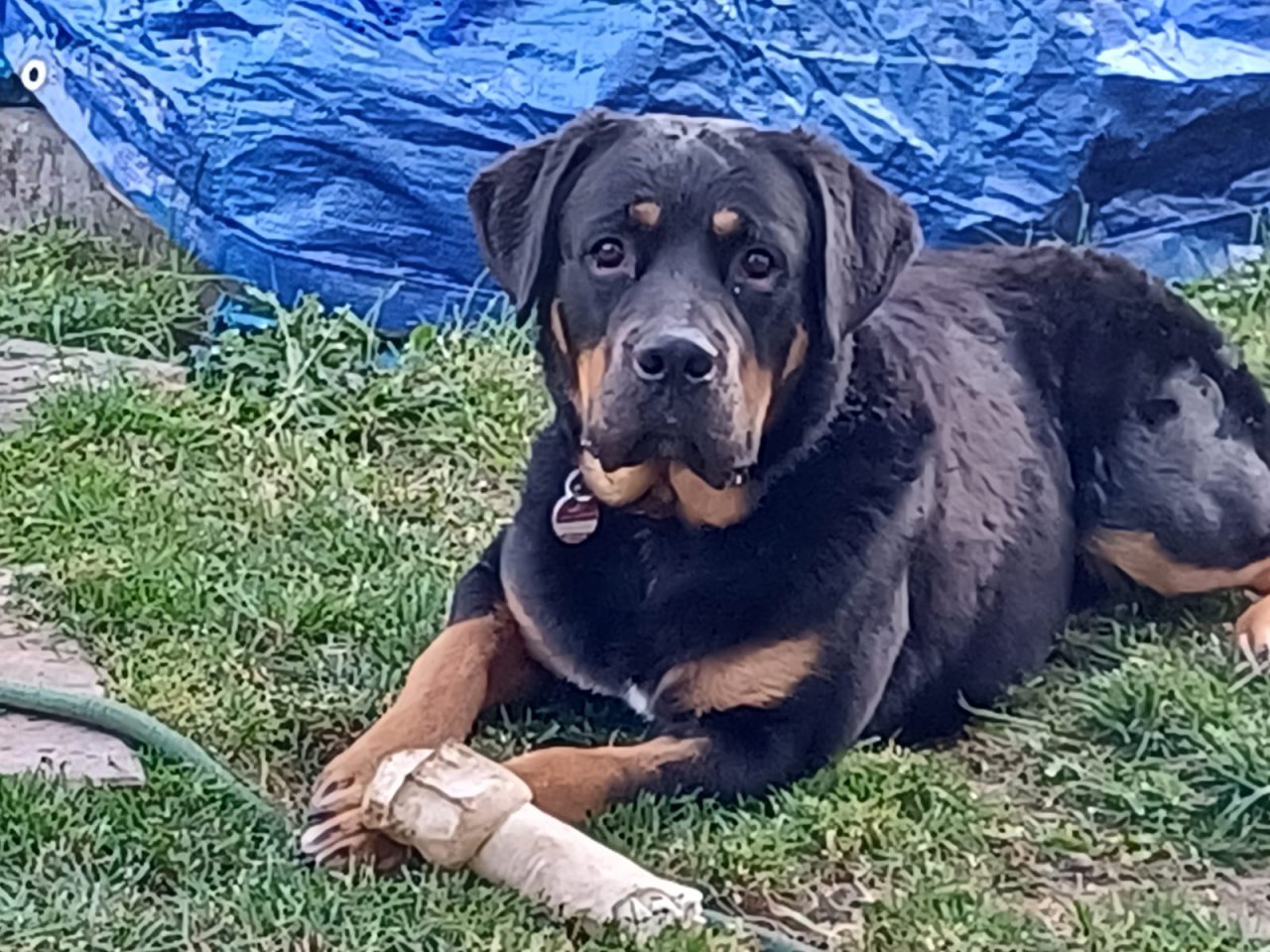 Ich bin Lucky ein Labrador-Boxer Mix (Boxerdor) sucht Hündin für gemeinsames Bab - Hunde - Gunzenhausen