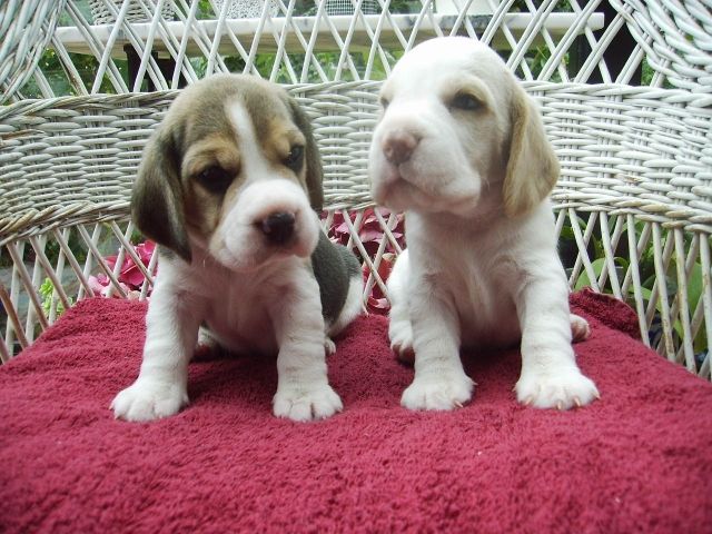 Beaglewelpen of the Jolly Kids         - Hunde - Bochum