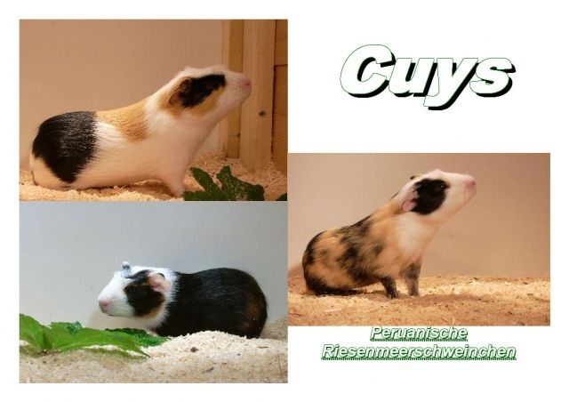 Junge Cuy ( peruanische Riesenmeerschweinchen ) - Meerschweinchen - Merching