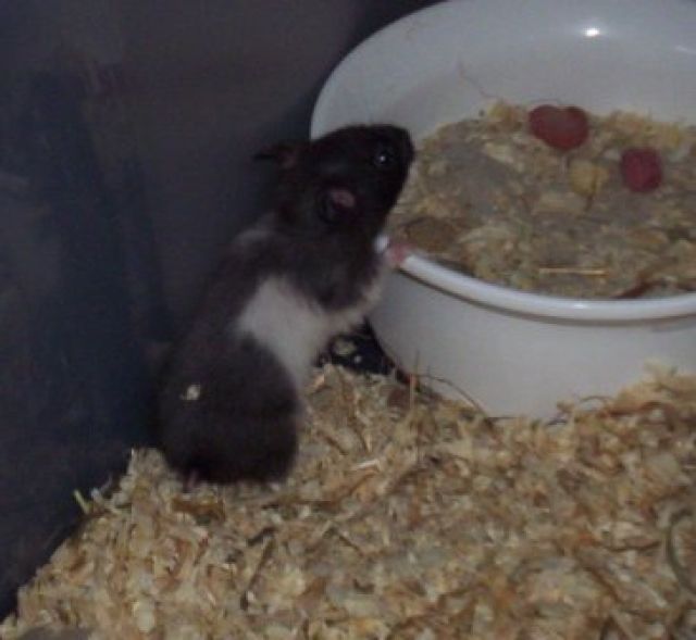 Goldhamster abzugeben - Hamster - Krefeld