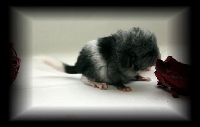 Chinchilla - Nagetiere Allgemein - Eugendorf bei Salzburg